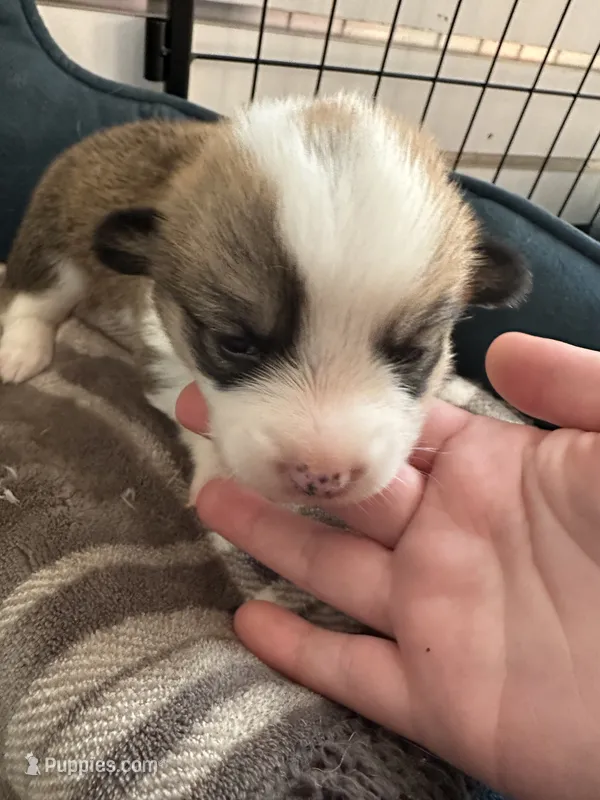 Boy 1  – Pembroke Welsh Corgi puppy for sale in Bartlesville, OK
