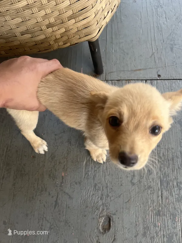 Max – Maltese puppy for sale in Denham Springs, LA