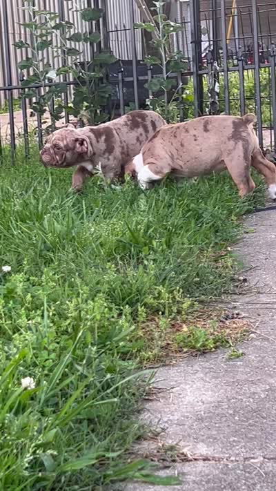 Rhianna, a female Olde English Bulldogge for sale in Camdenton, MO – 4 of 4