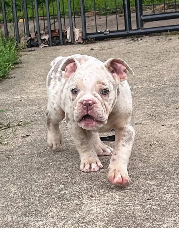 Lila – Olde English Bulldogge puppy for sale in Camdenton, MO