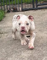 Lila, a female Olde English Bulldogge for sale in Camdenton, MO – 1 of 8
