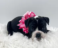 processed/31d45865-4805-4b65-971d-172c887a5699/listing/0a2d8d16-c527-4a4b-9efa-c5dc7e712156/d8c5032e-36e7-4a93-85cf-02a61de23d7c