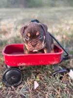 Sassy, a female Olde English Bulldogge for sale in Camdenton, MO – 7 of 8