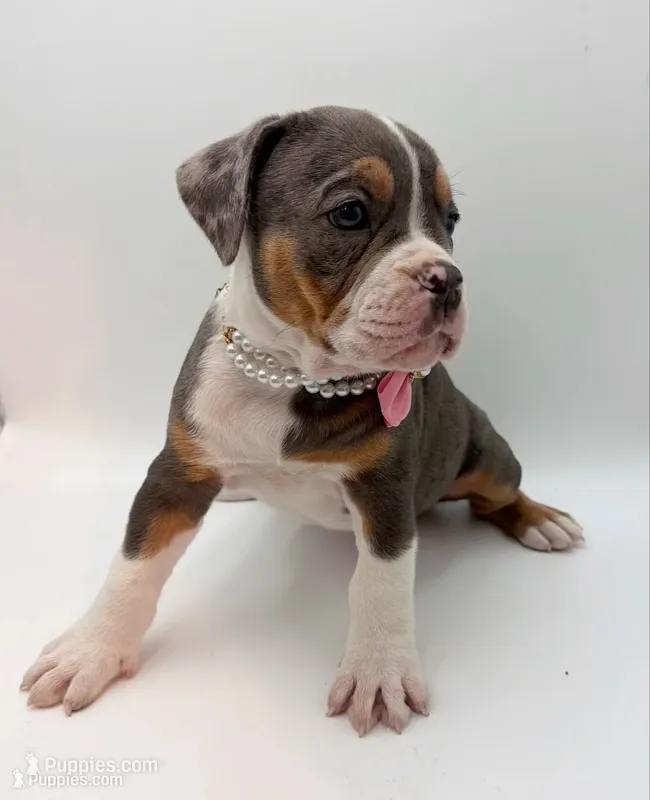Echo – Olde English Bulldogge puppy for sale in Camdenton, MO