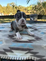Echo, a female Olde English Bulldogge for sale in Camdenton, MO – 2 of 4