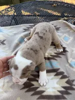 Bransen, a male Olde English Bulldogge for sale in Camdenton, MO – 5 of 6