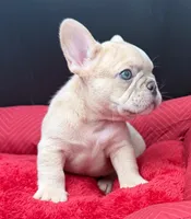 Yo-yo , a male French Bulldog for sale in Camdenton, MO – 6 of 7