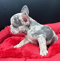Rolex, a male French Bulldog for sale in Camdenton, MO – 4 of 4