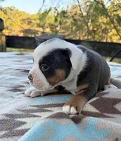 Jerimiah, a male Olde English Bulldogge for sale in Camdenton, MO – 5 of 5