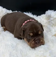 Sassy, a female Olde English Bulldogge for sale in Camdenton, MO – 1 of 3