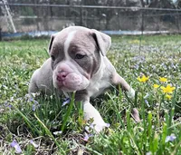 Sasha, a female Olde English Bulldogge for sale in Camdenton, MO – Photo 3 of 5