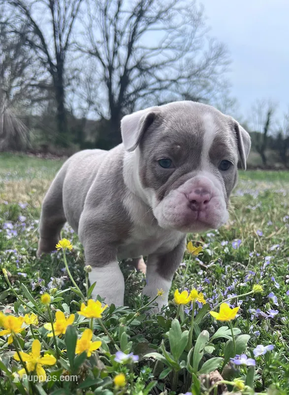 Sasha – Olde English Bulldogge puppy for sale in Camdenton, MO