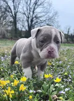 Sasha, a female Olde English Bulldogge for sale in Camdenton, MO – Photo 1 of 5