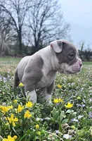 Sasha, a female Olde English Bulldogge for sale in Camdenton, MO – Photo 2 of 5