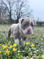 Sasha, a female Olde English Bulldogge for sale in Camdenton, MO – Photo 4 of 5