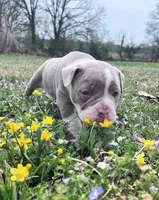 Sasha, a female Olde English Bulldogge for sale in Camdenton, MO – Photo 5 of 5