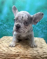 Rolex, a male French Bulldog for sale in Camdenton, MO – 1 of 5
