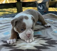 Bransen, a male Olde English Bulldogge for sale in Camdenton, MO – 2 of 6