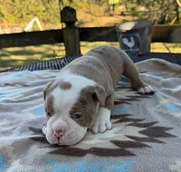 Bransen, a male Olde English Bulldogge for sale in Camdenton, MO – 4 of 6