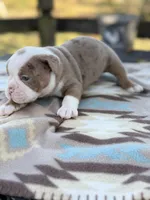 Bransen, a male Olde English Bulldogge for sale in Camdenton, MO – 1 of 6