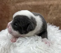 Silo, a male Olde English Bulldogge for sale in Camdenton, MO – Photo 3 of 3