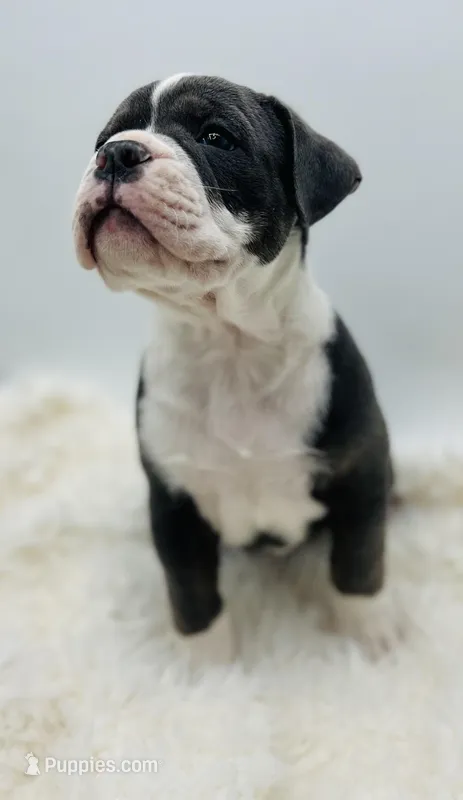 Silo – Olde English Bulldogge puppy for sale in Camdenton, MO