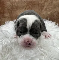 Silo, a male Olde English Bulldogge for sale in Camdenton, MO – Photo 1 of 3