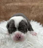 Silo, a male Olde English Bulldogge for sale in Camdenton, MO – Photo 2 of 3