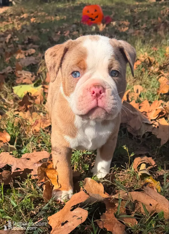 Bransen – Olde English Bulldogge puppy for sale in Camdenton, MO