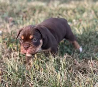 Sassy, a female Olde English Bulldogge for sale in Camdenton, MO – 4 of 8