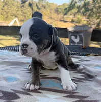 Riva, a female Olde English Bulldogge for sale in Camdenton, MO – 3 of 3