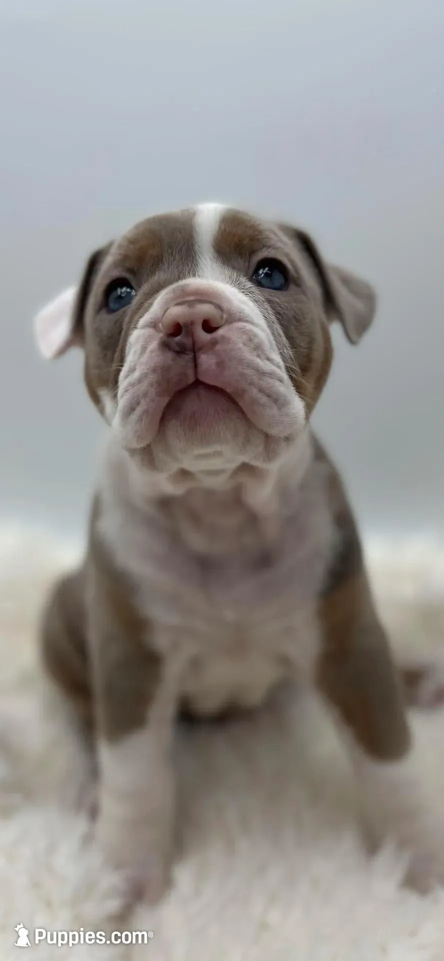 Sasha – Olde English Bulldogge puppy for sale in Camdenton, MO