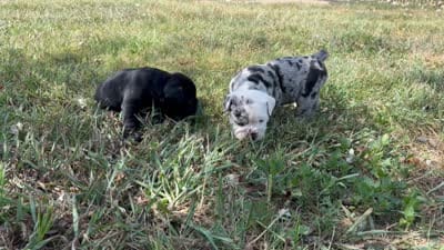 Jag, a male Olde English Bulldogge for sale in Camdenton, MO – 5 of 5