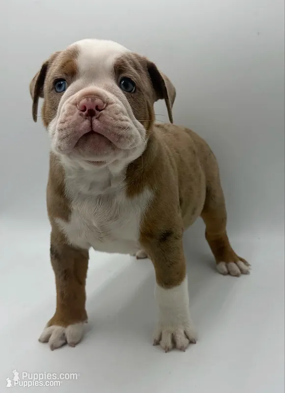 Bransen – Olde English Bulldogge puppy for sale in Camdenton, MO