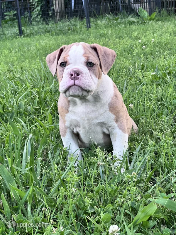 Rhianna – Olde English Bulldogge puppy for sale in Camdenton, MO