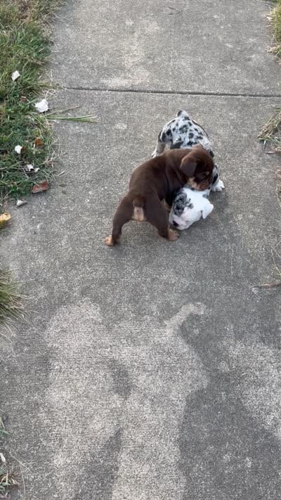 Sassy, a female Olde English Bulldogge for sale in Camdenton, MO – 8 of 8