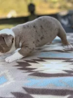 Bransen, a male Olde English Bulldogge for sale in Camdenton, MO – 3 of 6