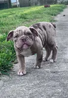 Rex, a male Olde English Bulldogge for sale in Camdenton, MO – 2 of 7