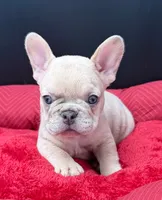 Yo-yo , a male French Bulldog for sale in Camdenton, MO – 5 of 7