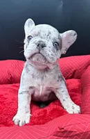 Rolex, a male French Bulldog for sale in Camdenton, MO – 1 of 4