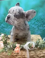 Rolex, a male French Bulldog for sale in Camdenton, MO – 3 of 5