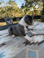 Echo, a female Olde English Bulldogge for sale in Camdenton, MO – 4 of 4