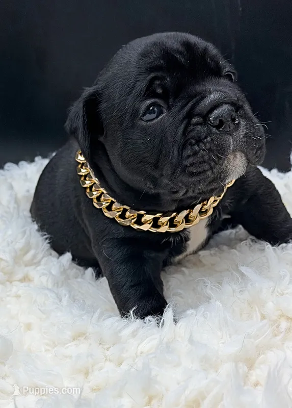 Jag – Olde English Bulldogge puppy for sale in Camdenton, MO