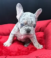 Rolex, a male French Bulldog for sale in Camdenton, MO – 3 of 4