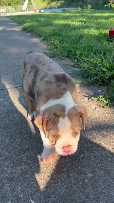 Rhianna, a female Olde English Bulldogge for sale in Camdenton, MO – 3 of 4