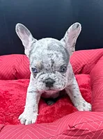 Rolex, a male French Bulldog for sale in Camdenton, MO – 2 of 4