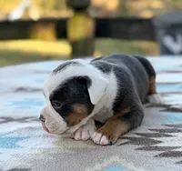 Jerimiah, a male Olde English Bulldogge for sale in Camdenton, MO – 3 of 5