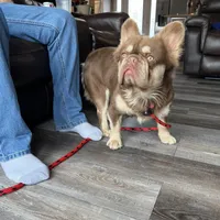 Donald, a male French Bulldog for sale in Camdenton, MO – Photo 5 of 5