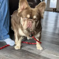 Donald, a male French Bulldog for sale in Camdenton, MO – Photo 3 of 5