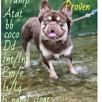 Donald, a male French Bulldog for sale in Camdenton, MO – Photo 2 of 5